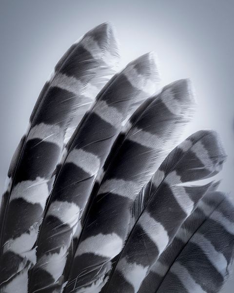 Jaynes Gallery 아티스트의 USA-Washington State-Seabeck Raptor wing feathers reflecting in mirror작품입니다.